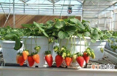 【草莓】冬季草莓的种植方法有哪些？