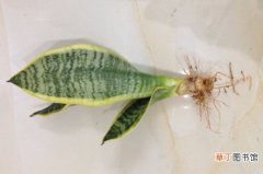 【水培】虎皮兰水培方法有哪些？