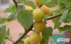 【树】杏树种植的夏季修剪技术有哪些？