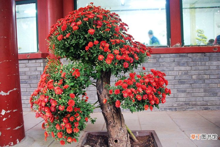 【图片】松红梅盆栽图片有哪些？
