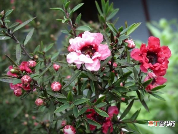 【图片】松红梅盆栽图片有哪些？