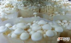 【金针菇】金针菇出菇期的管理技术有哪些？