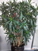 【栽培】百合竹的栽培管理技术有哪些？