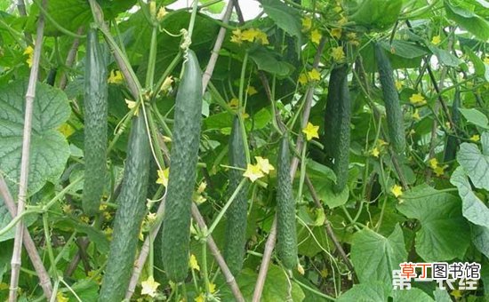 【黄瓜】6月大棚黄瓜种植的管理技术要点有哪些？