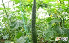 【黄瓜】6月大棚黄瓜种植的管理技术要点有哪些？