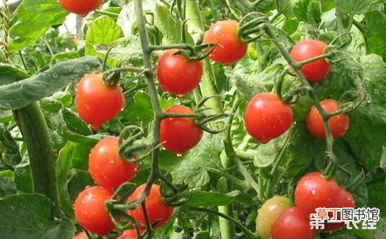 【种植】温室番茄种植的“三字经”和注意事项有哪些？