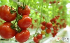 【种植】温室番茄种植的“三字经”和注意事项有哪些？