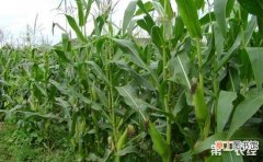 【种植】玉米种植的田间管理技术有哪些？