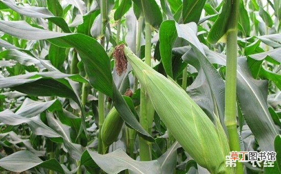 【种植】玉米种植的田间管理技术有哪些？