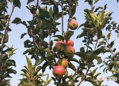 【注意事项】苹果树什么时候施钾肥有哪些注意事项？