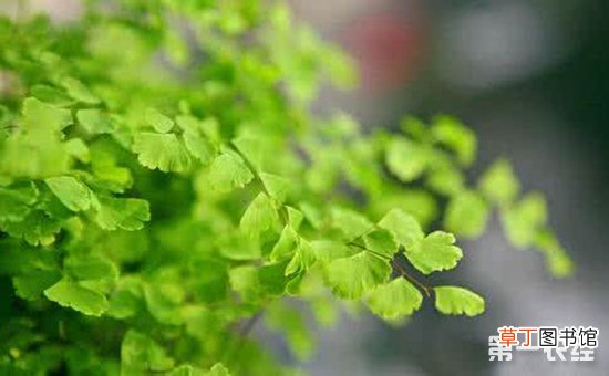【盆栽】5种防霾的室内盆栽植物介绍有哪些？