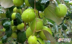 【种植】青枣的高产种植技术有哪些？