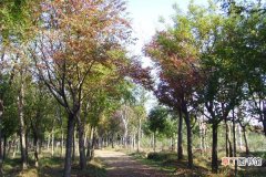 【养殖方法】榉树的养殖方法及注意事项有哪些？