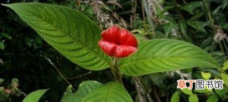 【养殖方法】嘴唇花的养殖方法有哪些？