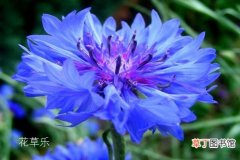 【开花】矢车菊什么时候开花，是什么香味的，有哪些功效呢？