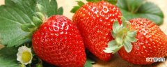 【花】草莓二茬花促花方法有哪些？