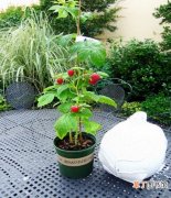 【盆栽】树莓盆栽造型技术有哪些？