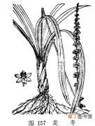 【栽培】麦冬的种类、栽培与繁殖方法有哪些？