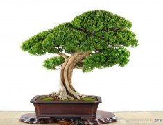 【杨树】中国十大名树黄杨树简介有哪些？