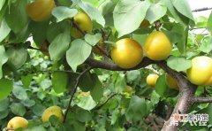 【树】杏树的春季管理技术有哪些？