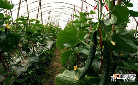 【蔬菜】大棚蔬菜种植技术的六大技术要点有哪些？