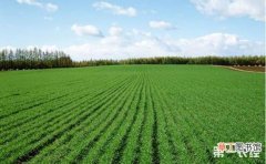 【小麦】小麦的春季管理技术有哪些？