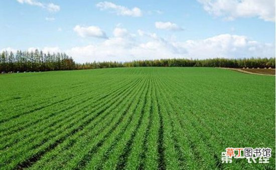 【小麦】小麦的春季管理技术有哪些？