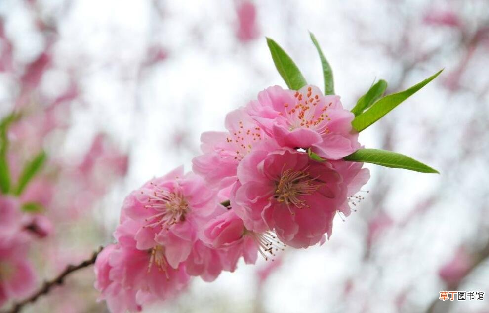 【开花】怎样可以延长桃花开花的花期有哪些方法？
