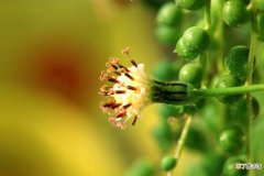 【珍珠吊兰】多肉珍珠吊兰什么时候开花，花期养护方法有哪些？