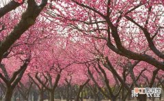 【施肥】桃树的施肥管理技术要点有哪些？
