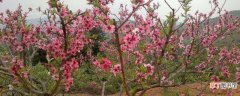 【方法】第一年桃树怎么留主干有哪些方法？