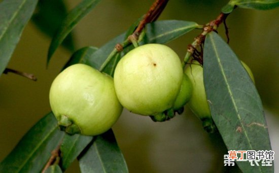 【种植方法】蒲桃种植方法有哪些？