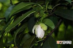 【种植】桂南木莲怎么种植有哪些方法？