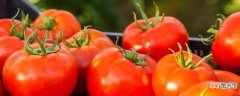 【方法】西红柿管理方法有哪些？