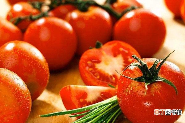 【方法】西红柿管理方法有哪些？