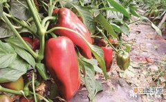 【原因】甜椒畸形果怎样预防？畸形果发生的原因有哪些？
