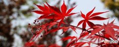 【树】红枫树是怎么嫁接的有哪些方法？