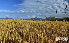 【小麦】旱地小麦抗旱增产的技术要领有哪些？