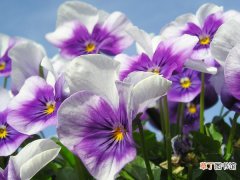 【花期】三色堇什么时候开 三色堇花期养护方法有哪些？
