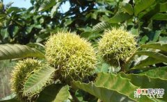 【种植】板栗树的种植技术有哪些？