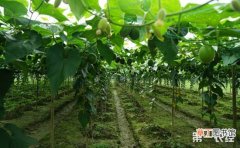 【种植】罗汉果种植的施肥管理技术有哪些？