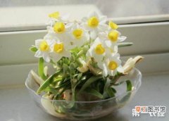 【春节】怎么让水仙花在春节开花有哪些方法？