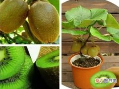 【盆栽】猕猴桃籽盆栽种植步骤有哪些？