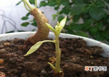 【盆栽】榴莲核怎么种出盆栽有哪些方法？