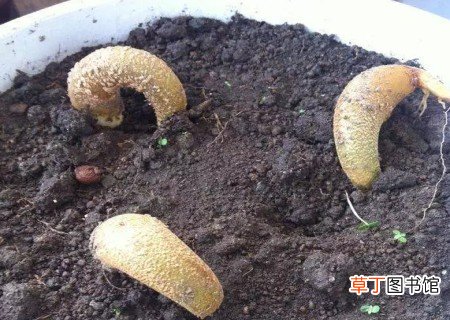 【盆栽】榴莲核怎么种出盆栽有哪些方法？