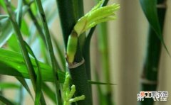【繁殖】凤尾竹的繁殖方法有哪些？