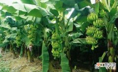【种植】香蕉的种植技术有哪些？