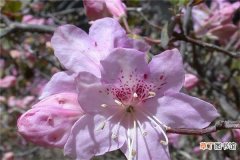 【花期】山育杜鹃的花期养护有哪些？