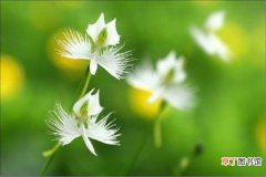 【传说】鹭草的花语和传说有哪些？