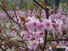 【栽培】华北地区美人梅栽培技术有哪些？